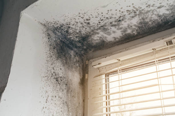 Trusted Mold Testing service in Machipongo, VA - Cheap Mold Removal